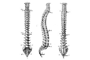 Wirbelsäule & Schmerz – Prävention & Rehabilitation